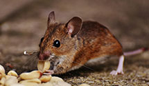 24 Hour & Emergency Exterminators in Internal Revenue Service, IL
